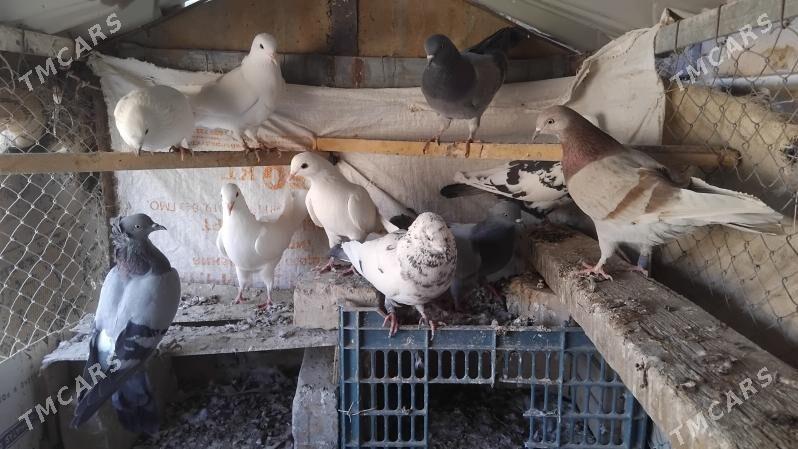 kepderi - Ёлётен - img 2