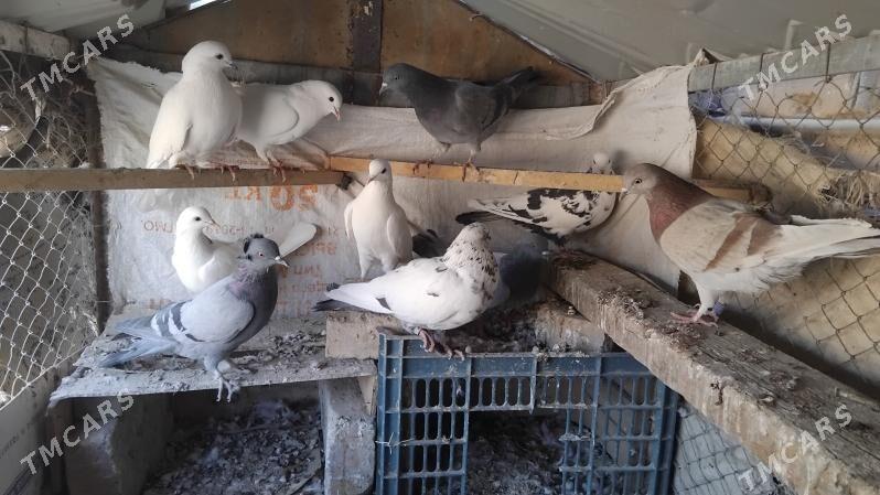 kepderi - Ёлётен - img 3