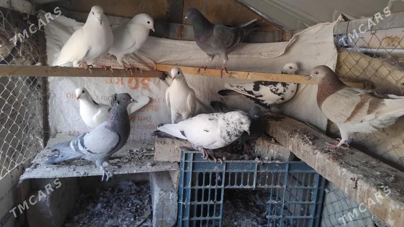 kepderi - Ёлётен - img 5