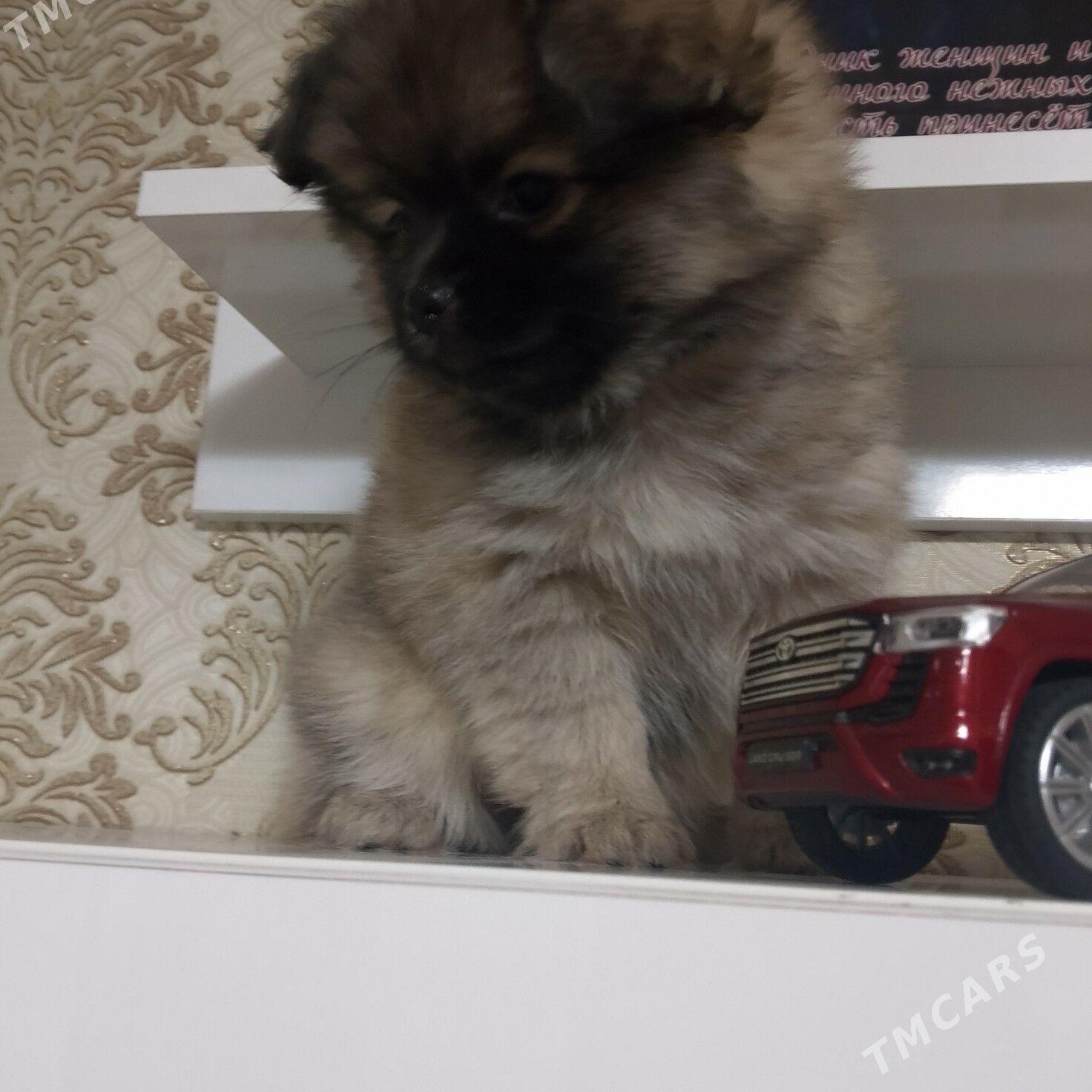 пекинес - Мары - img 6