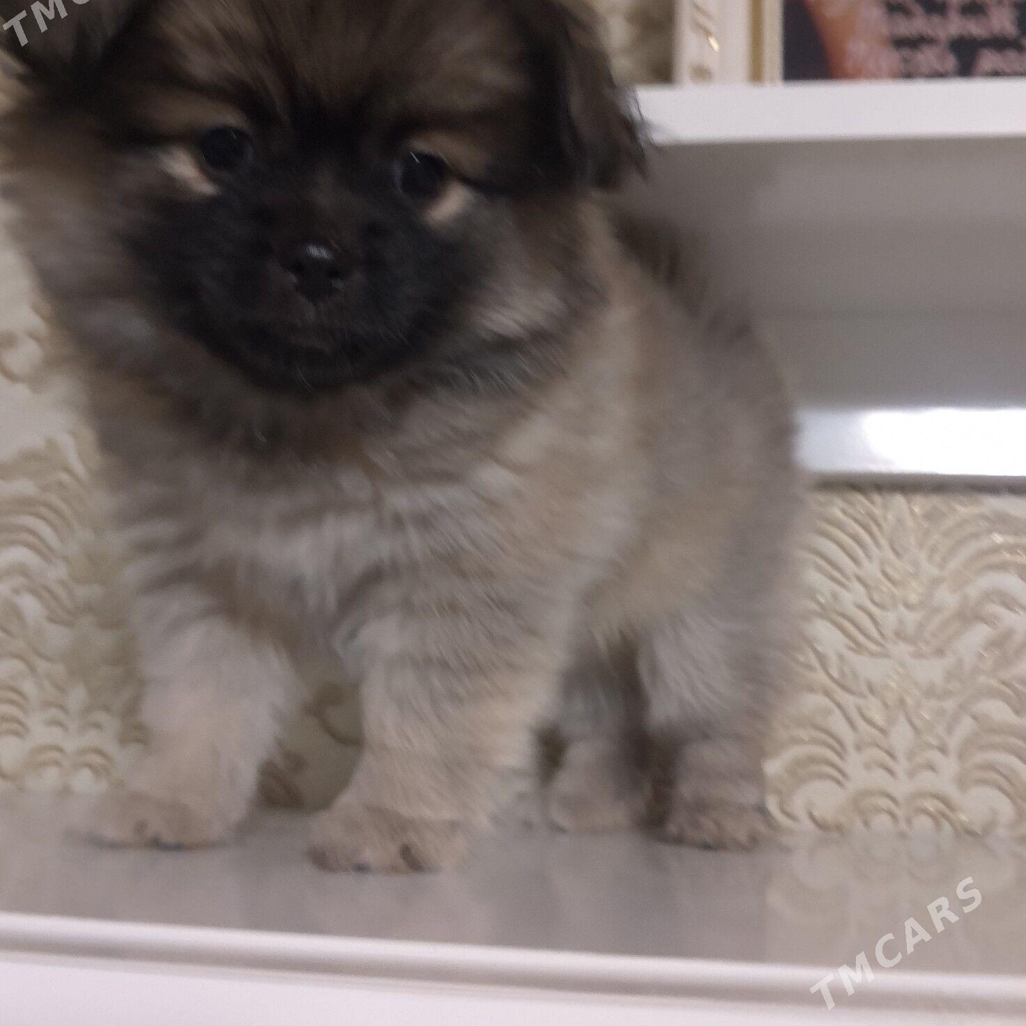 пекинес - Мары - img 2