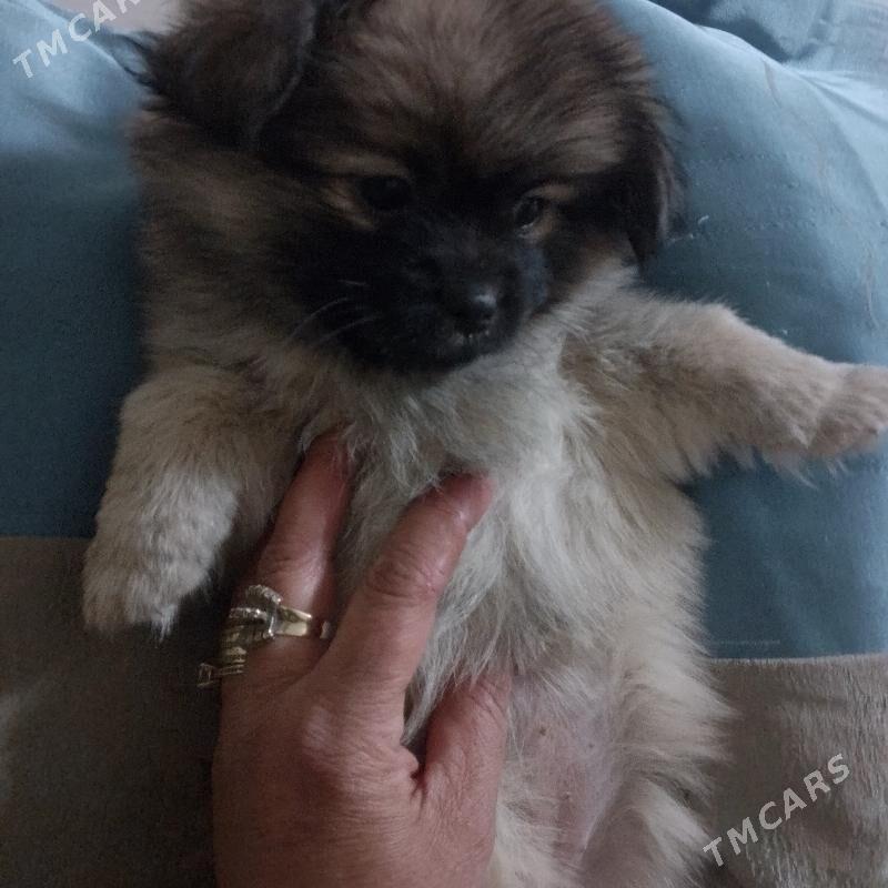 пекинес - Мары - img 3