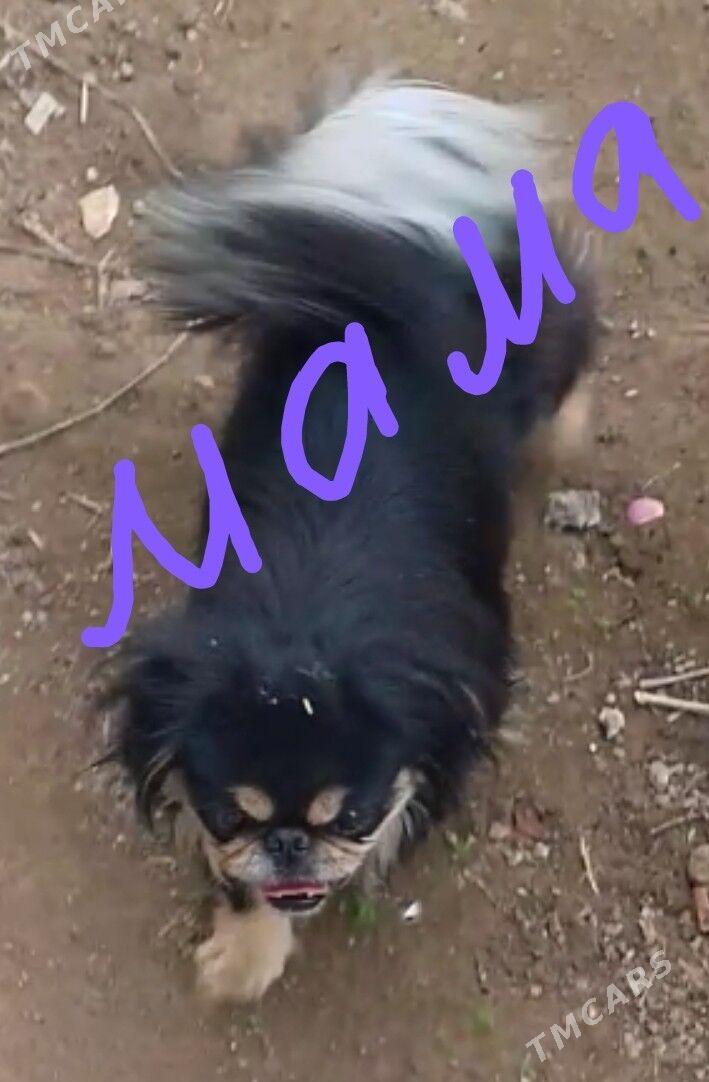 пекинес - Мары - img 7