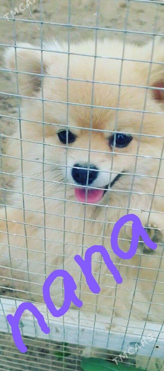 пекинес - Мары - img 8