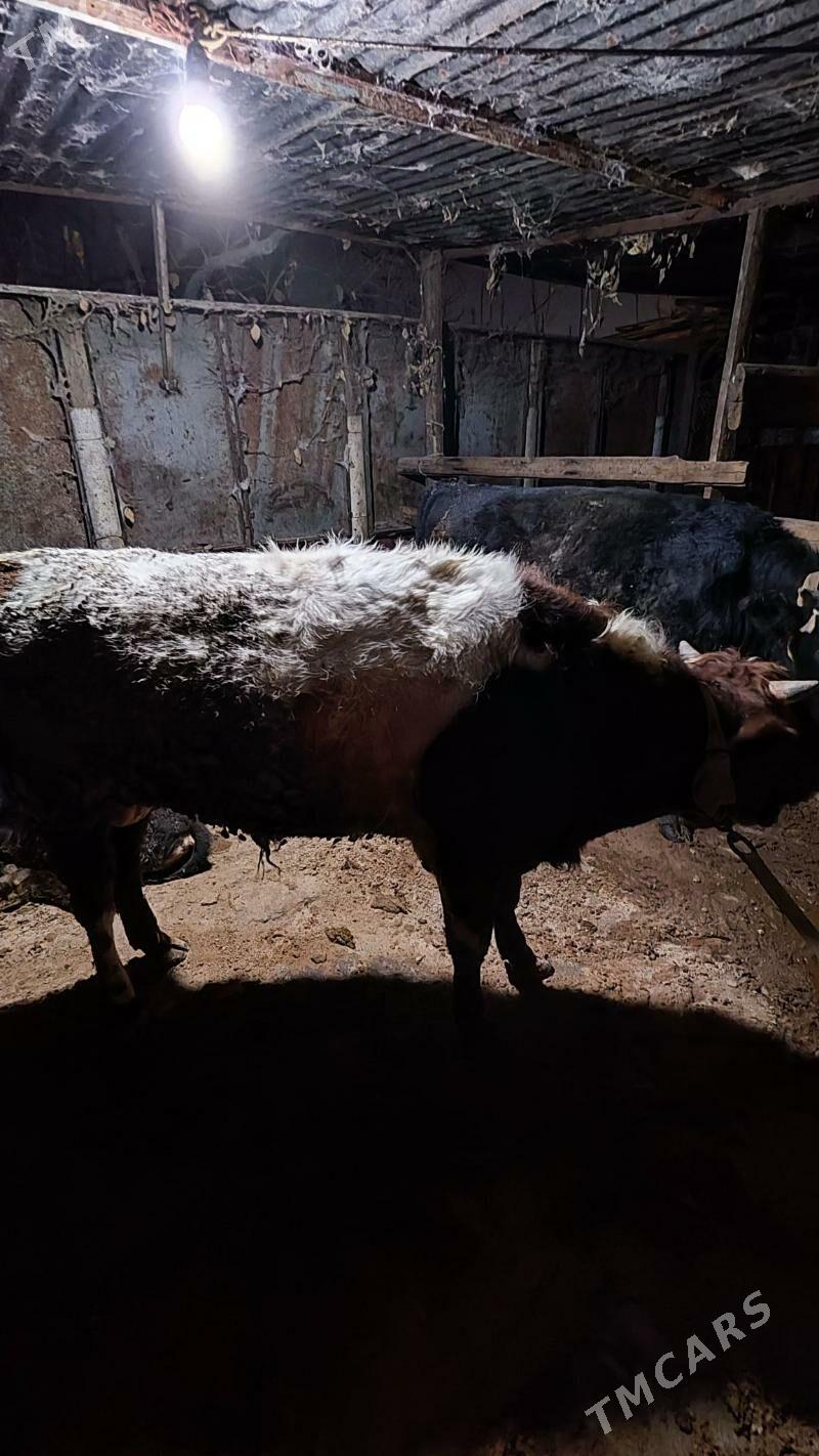 okuz - Bedew - img 5