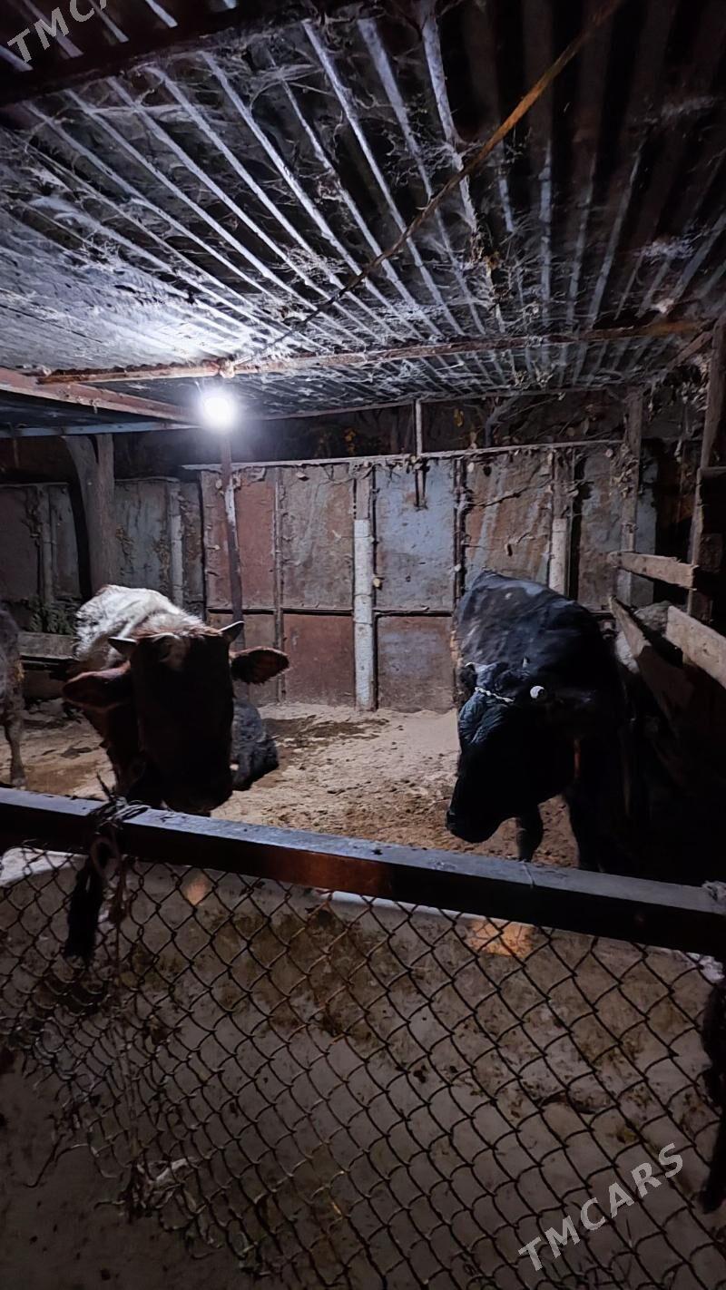 okuz - Bedew - img 2