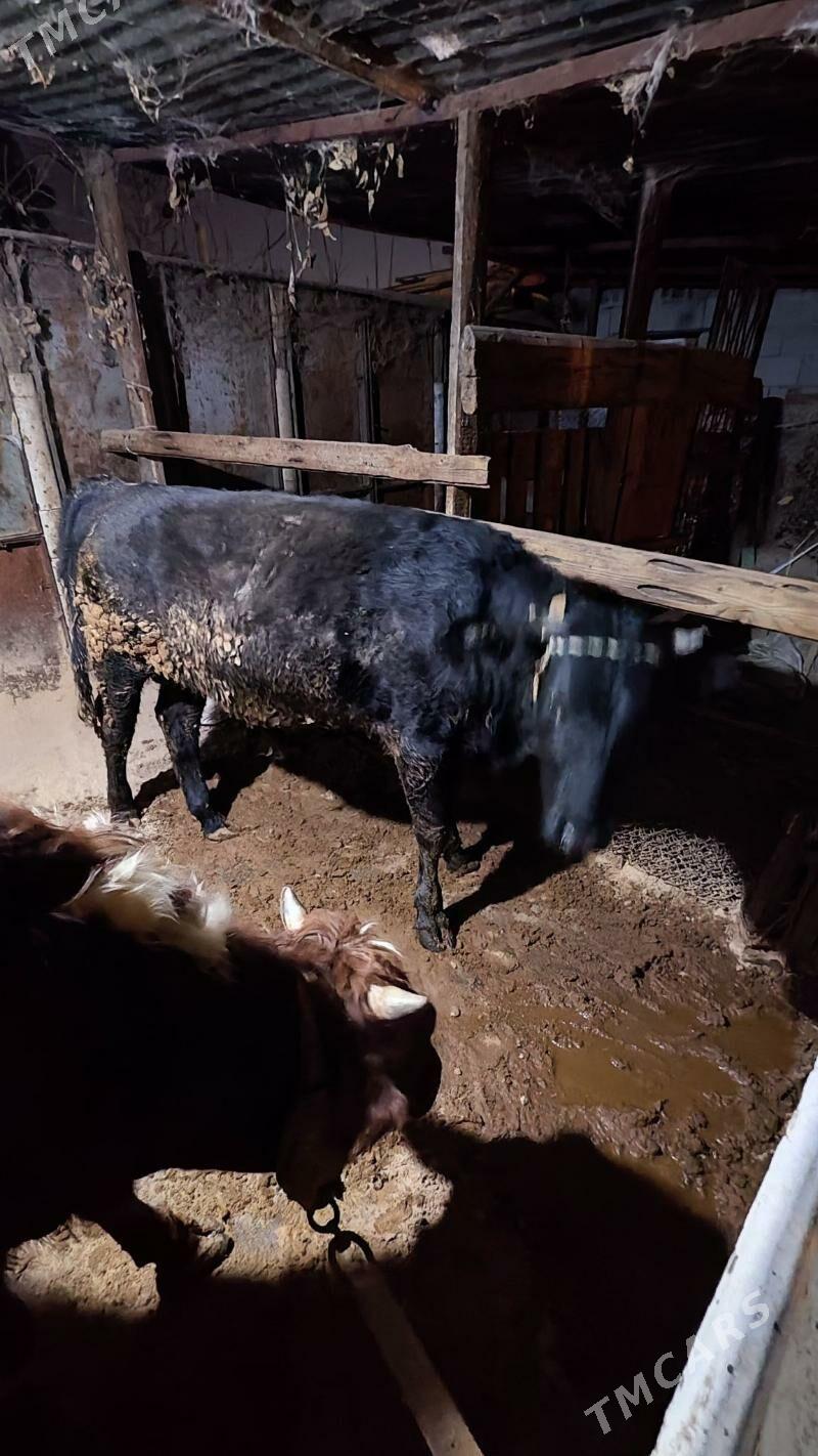 okuz - Bedew - img 4