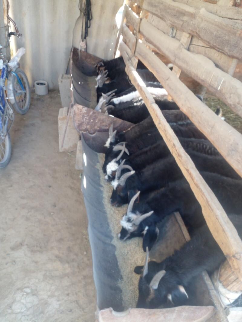 Çewis dog - Gökdepe - img 1