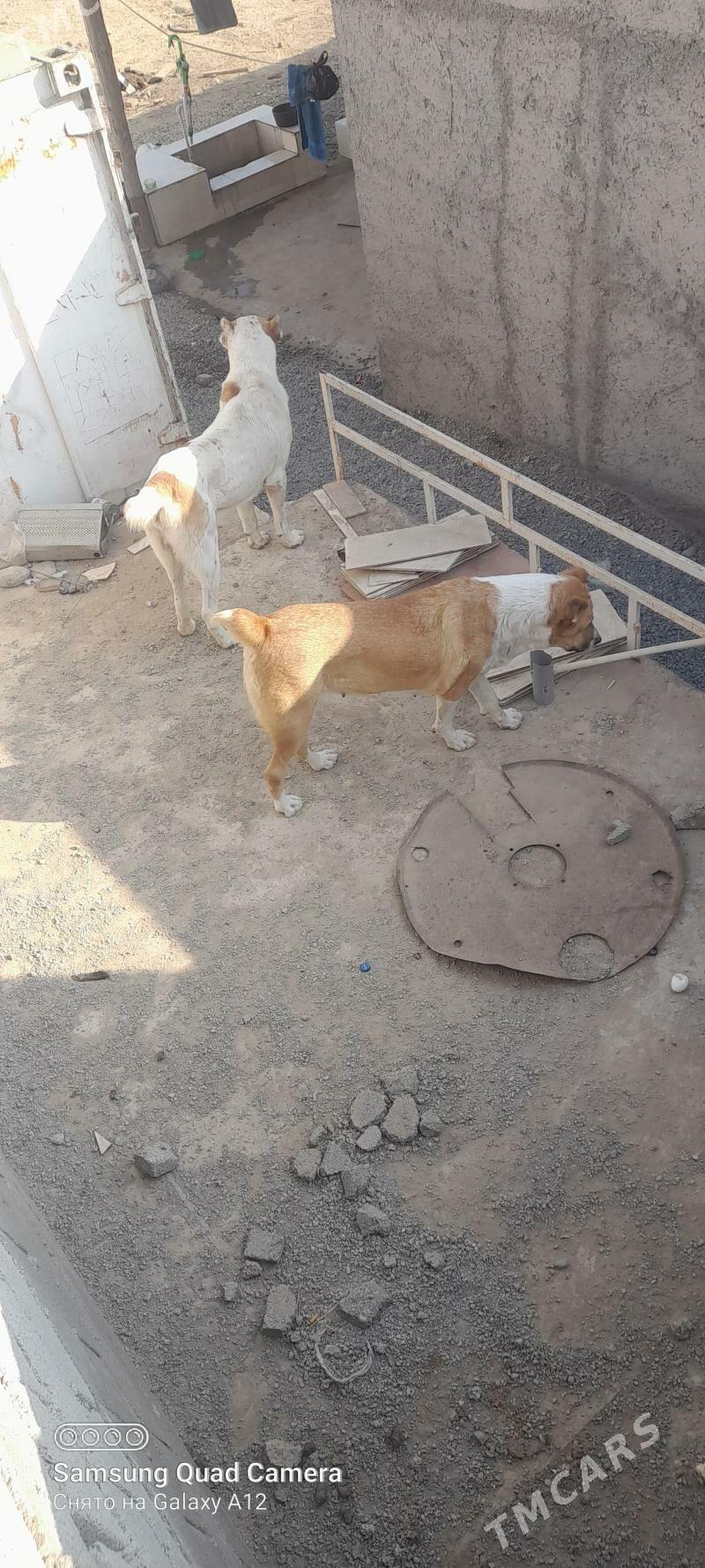 ganjyk it - Büzmeýin - img 3