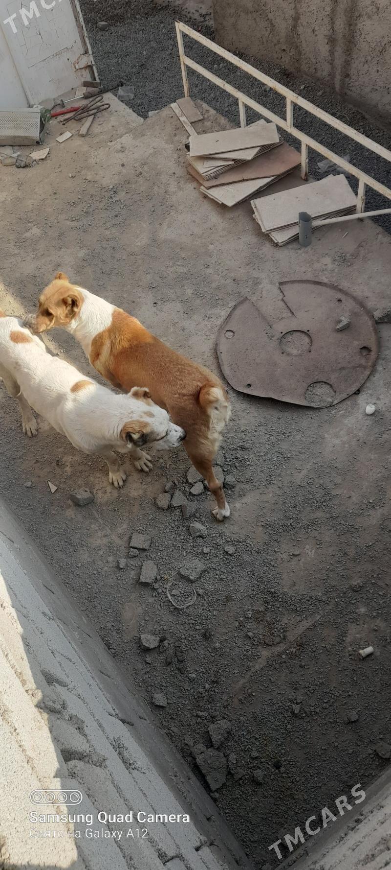 ganjyk it - Büzmeýin - img 2