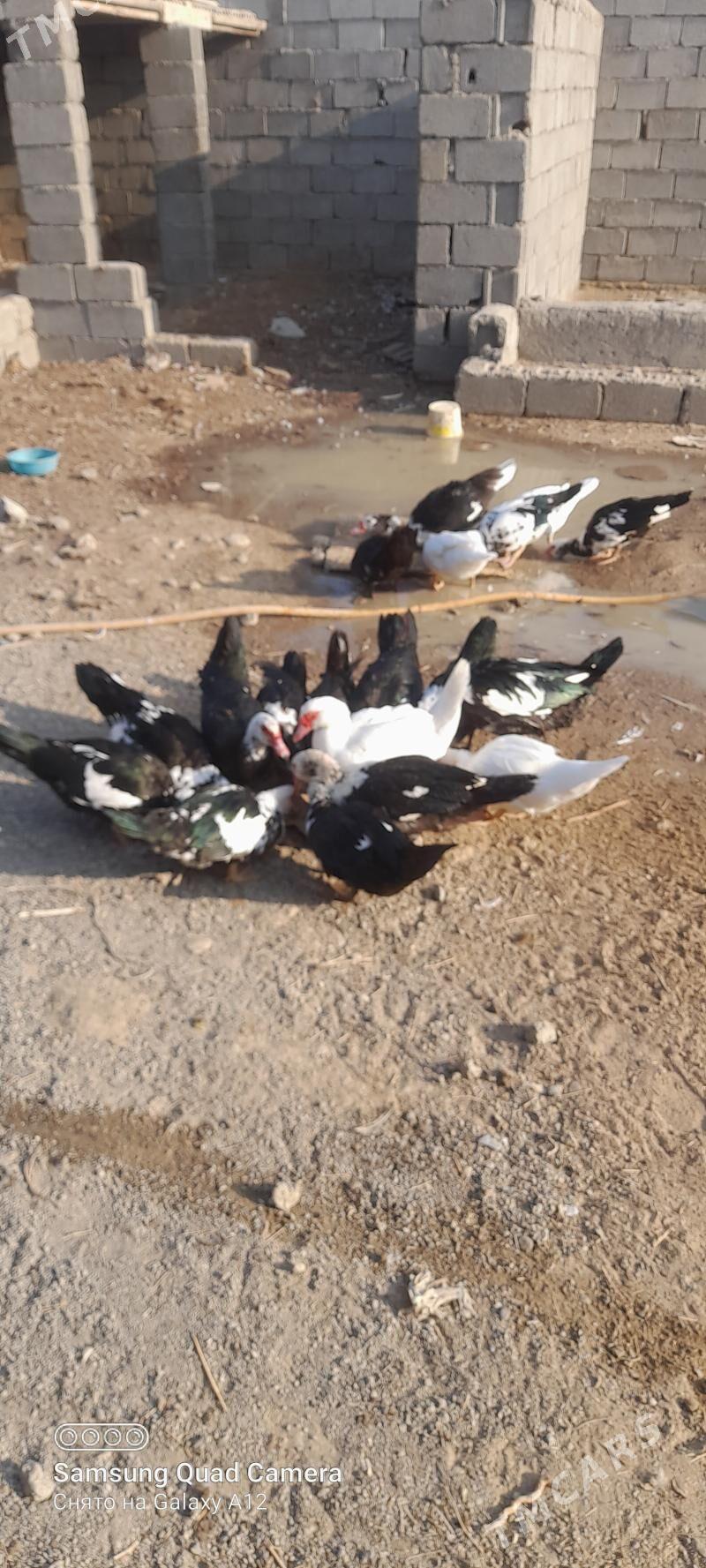 ördek indautga - Büzmeýin - img 2