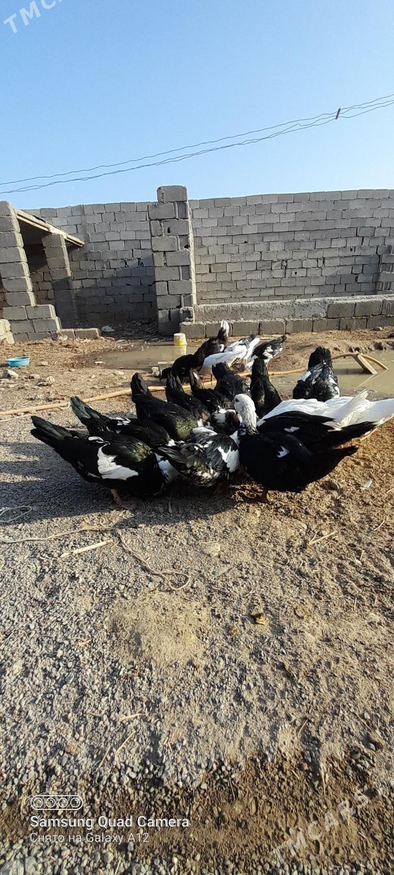 ördek indautga - Büzmeýin - img 3