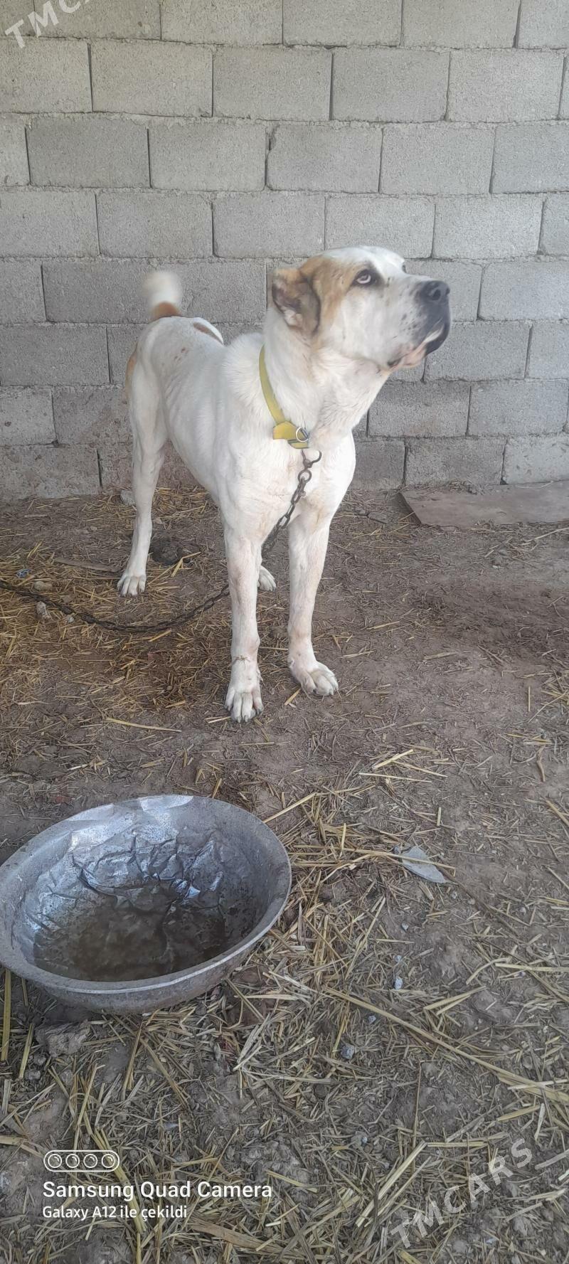 köpek - Büzmeýin - img 2