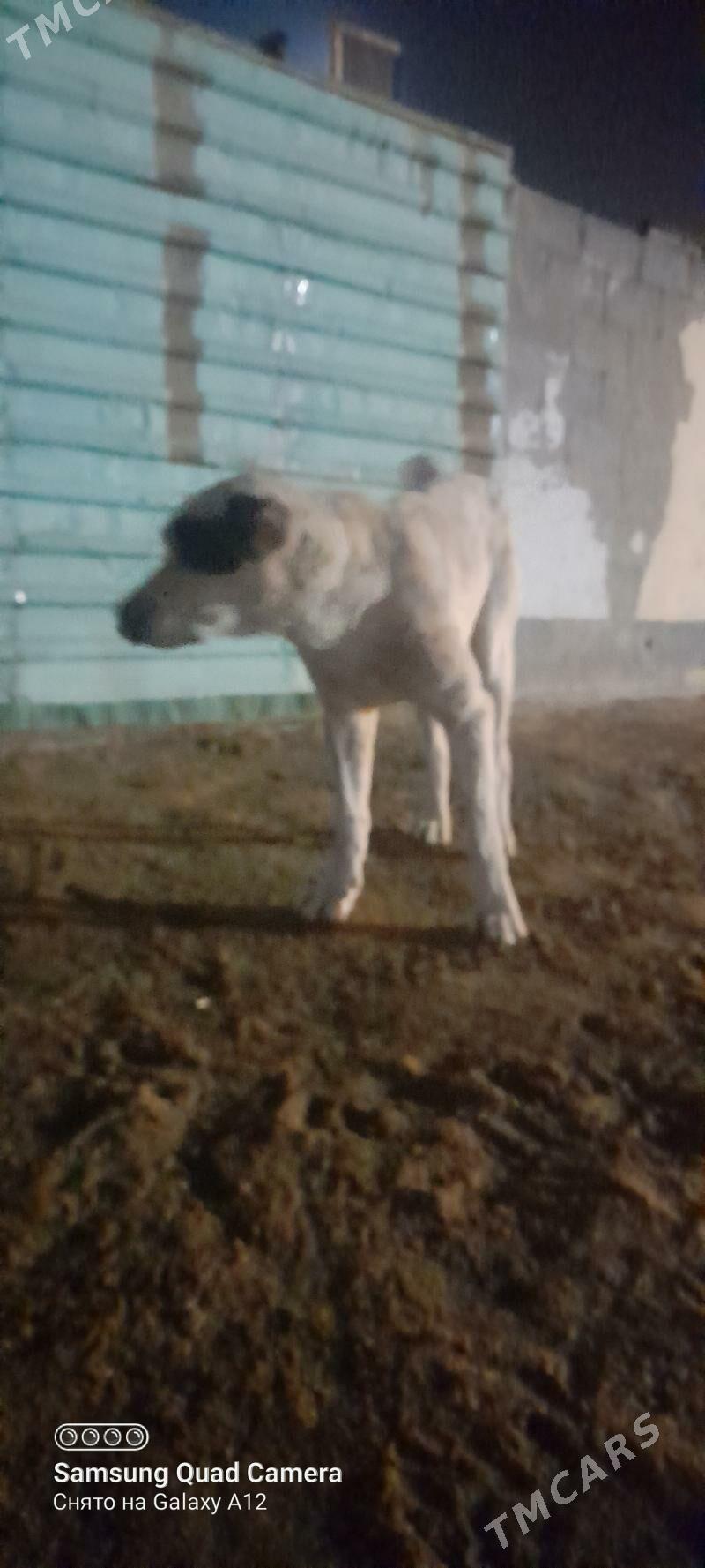 köpek it - Büzmeýin - img 2