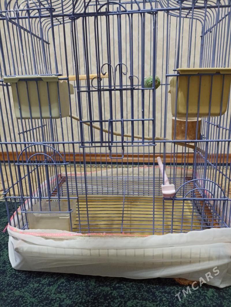 Большая клетка с комплектом - Parahat 3 - img 4