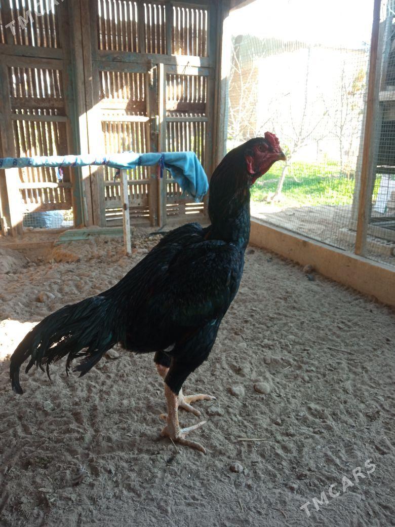 Horaz - Mary - img 5