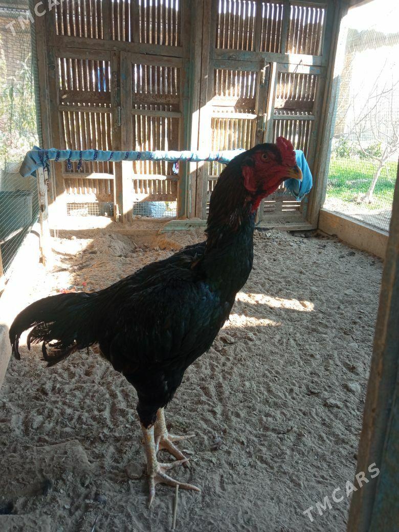 Horaz - Mary - img 3