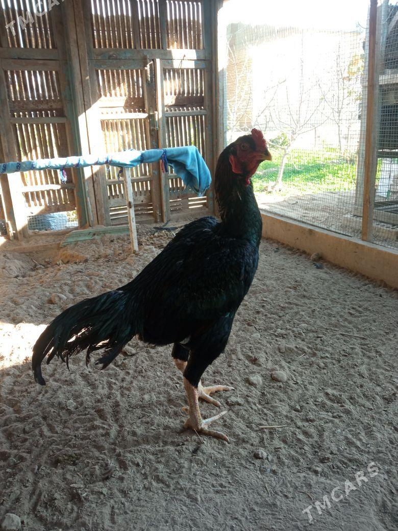 Horaz - Mary - img 4