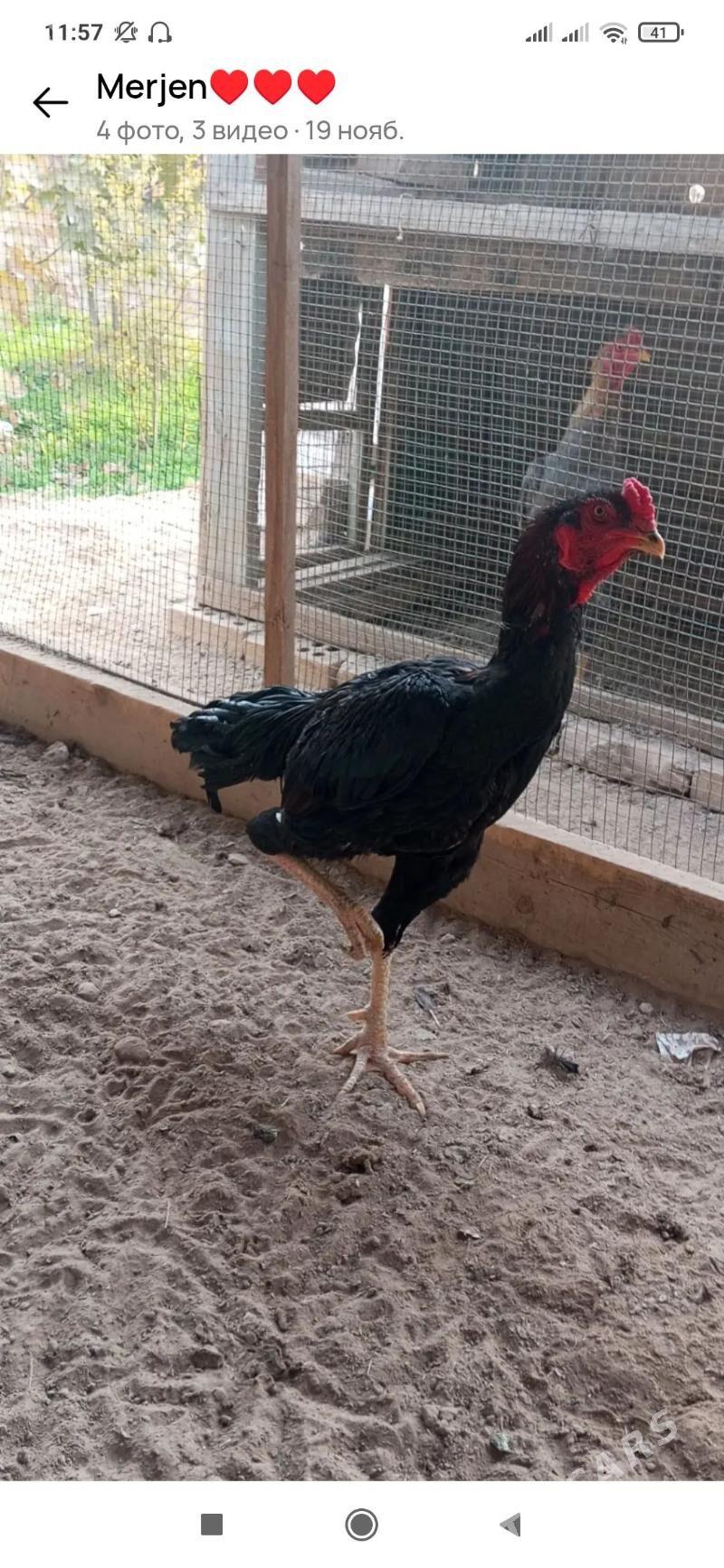 Horaz - Mary - img 2