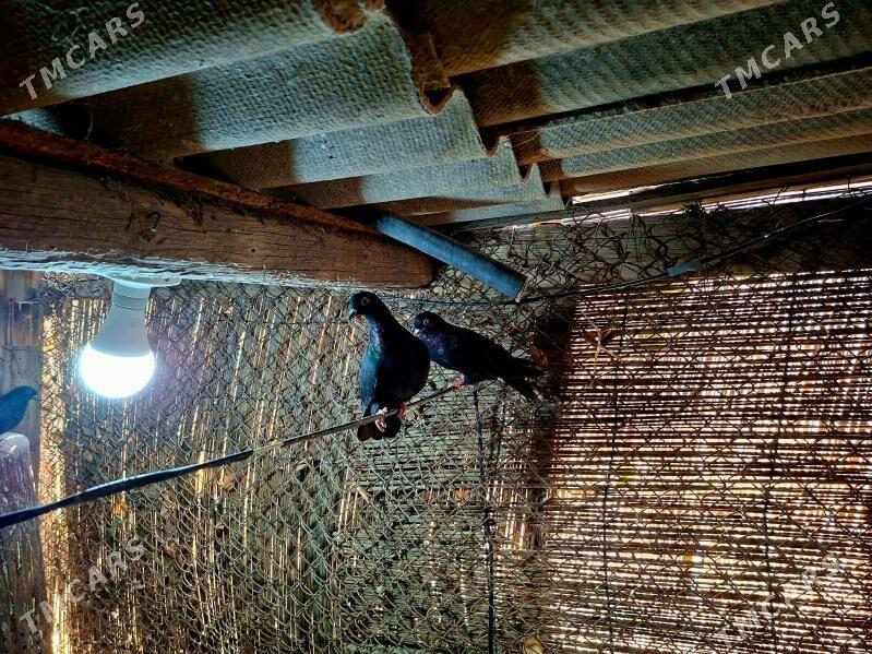 KEPDERI - Mary - img 6