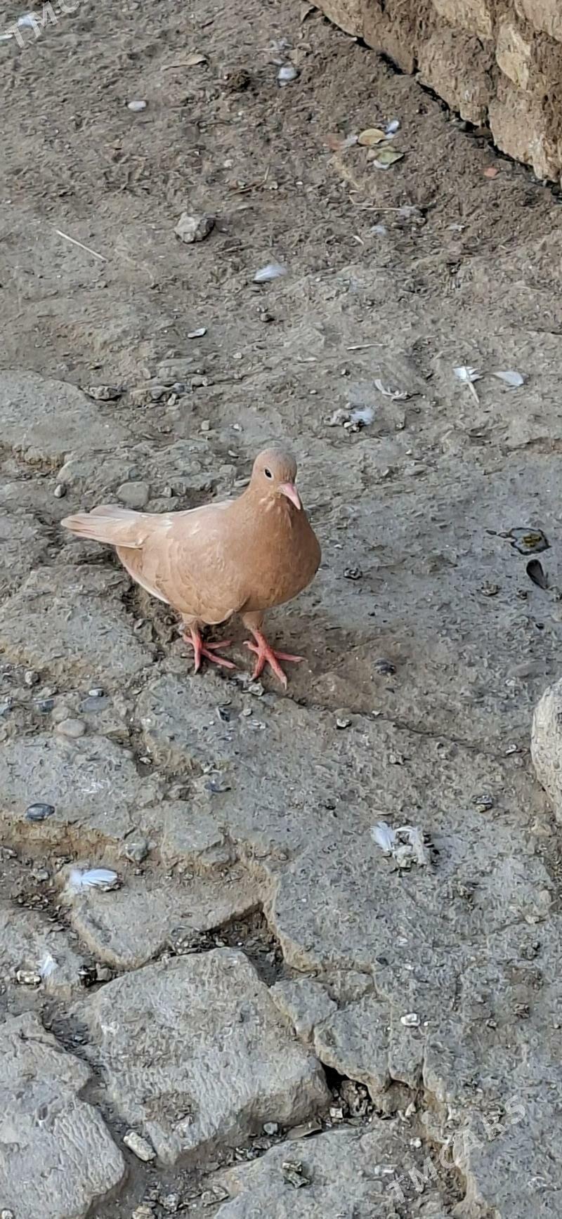 KEPDERI - Mary - img 2