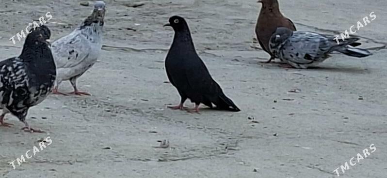 KEPDERI - Mary - img 4