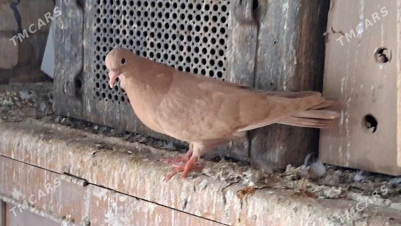 KEPDERI - Mary - img 3