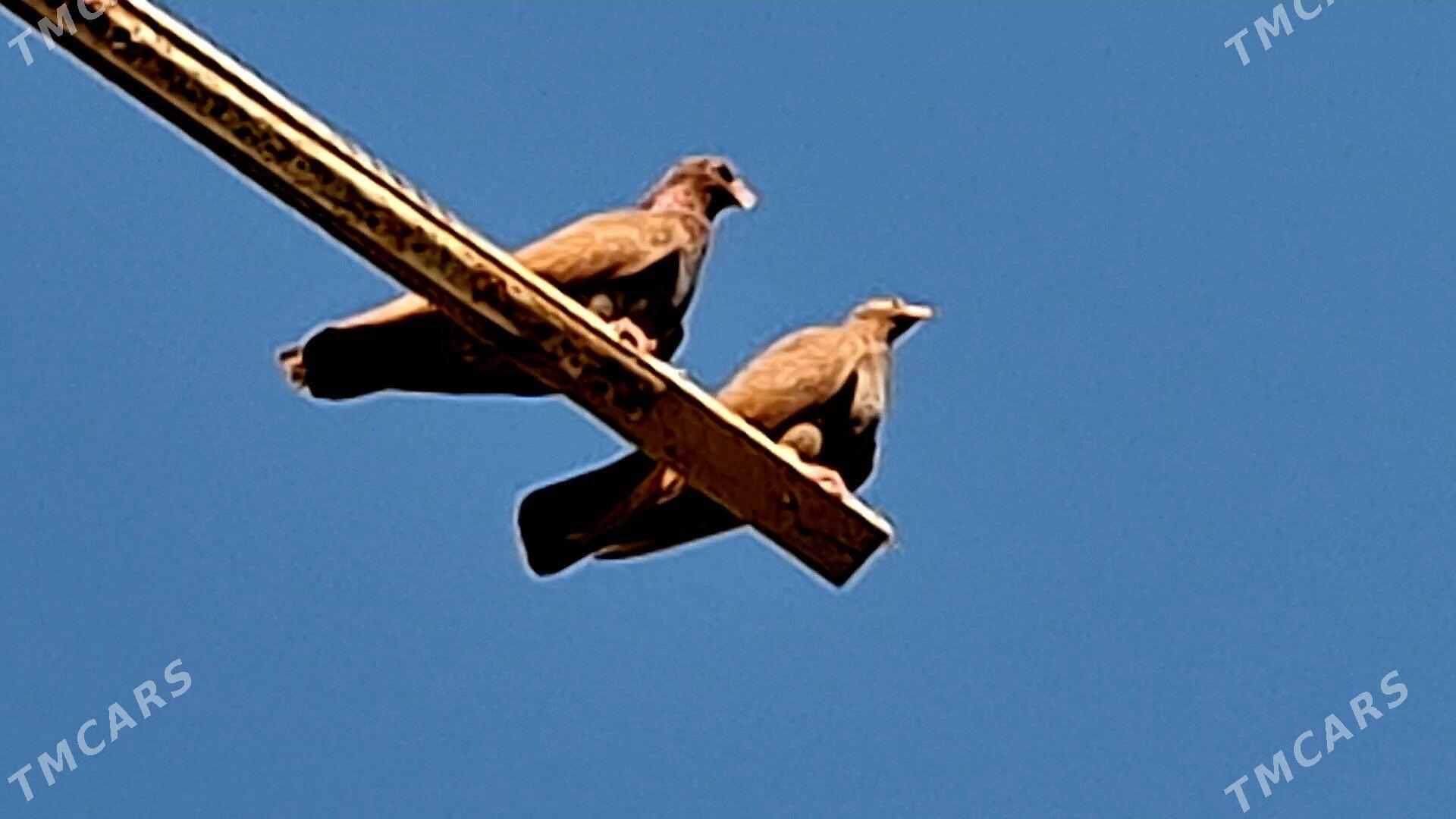 KEPDERI - Mary - img 5