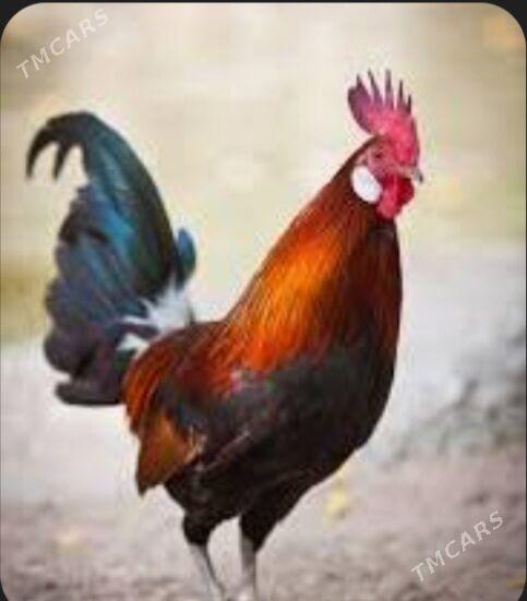 Ýaş Horoz - Бахарден - img 2