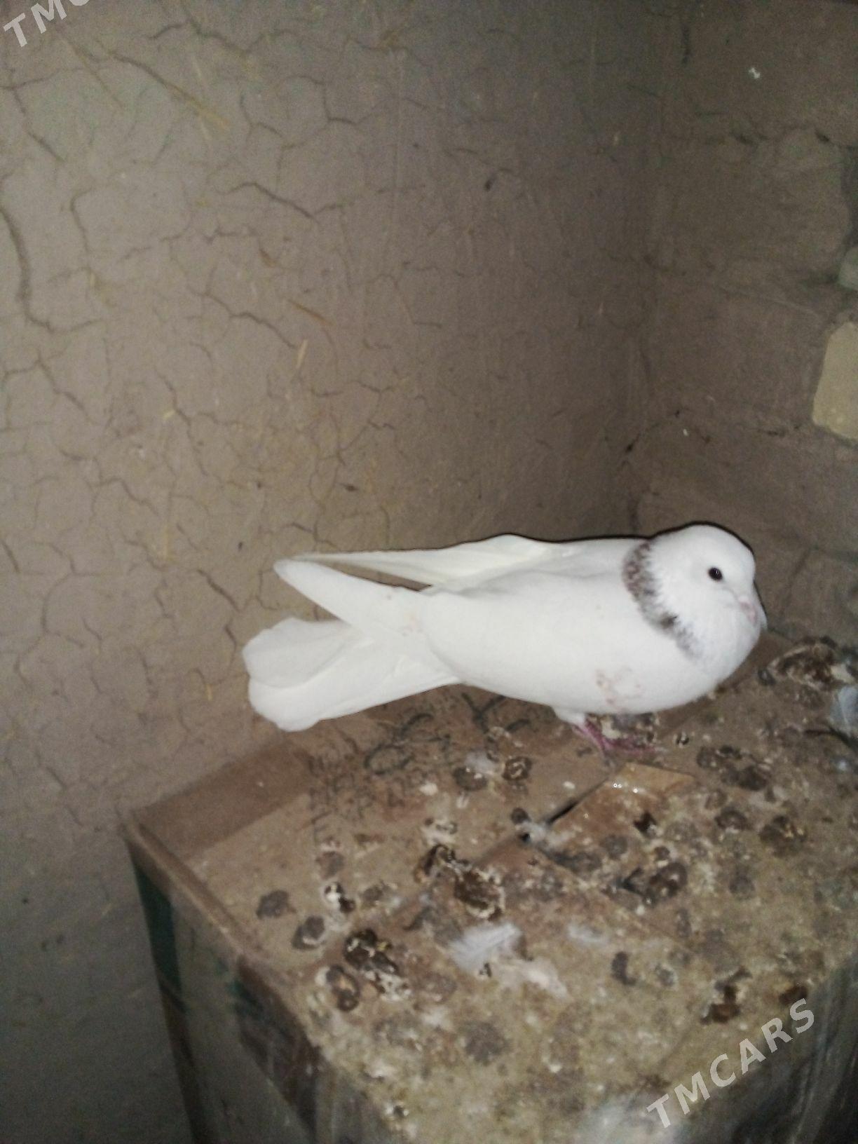 kepderi - Векильбазар - img 4