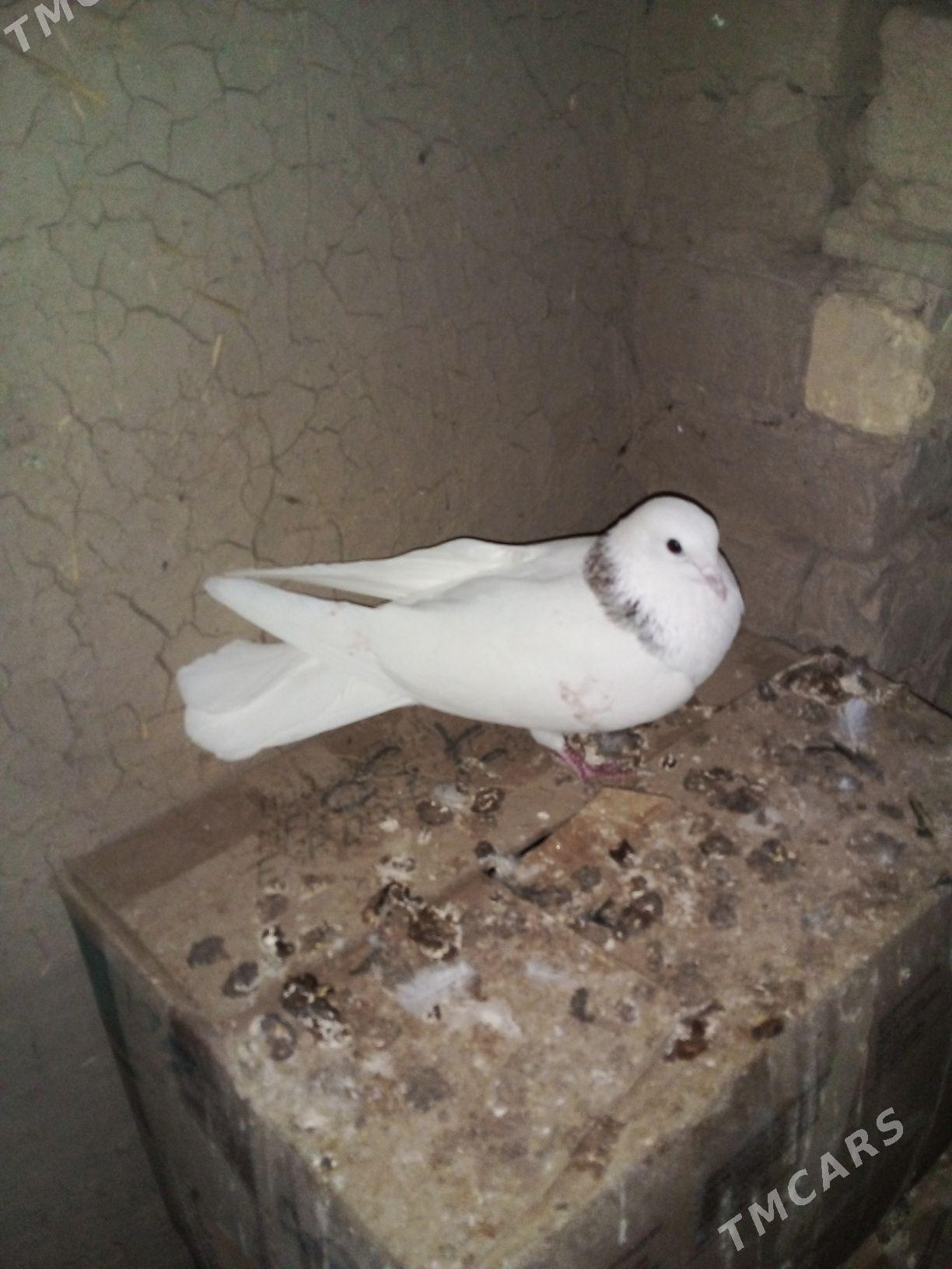 kepderi - Векильбазар - img 2