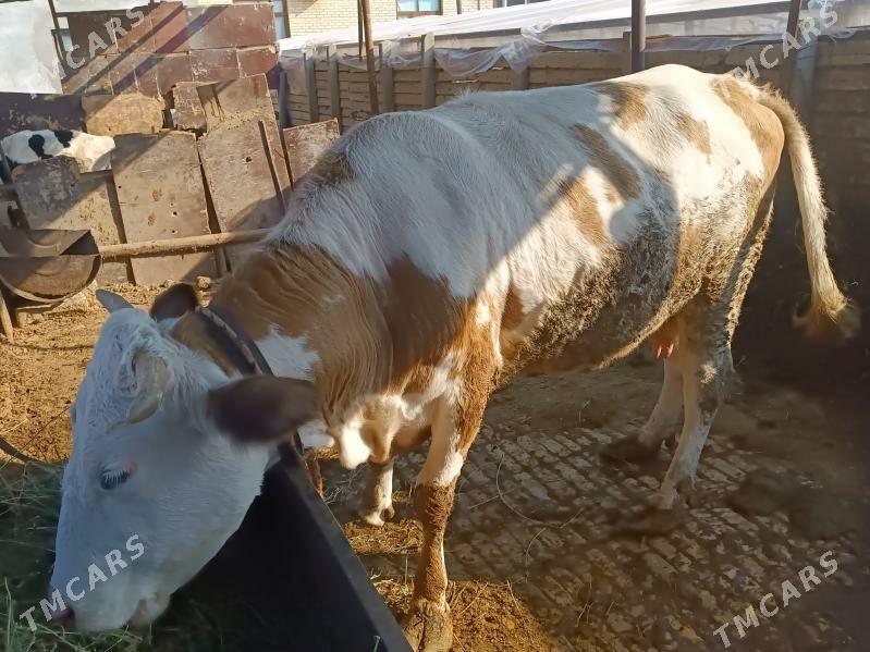 Богаз Сыгыр - Гёкдепе - img 2