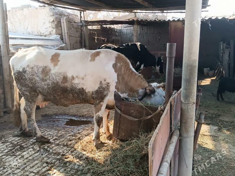 Богаз Сыгыр - Гёкдепе - img 8