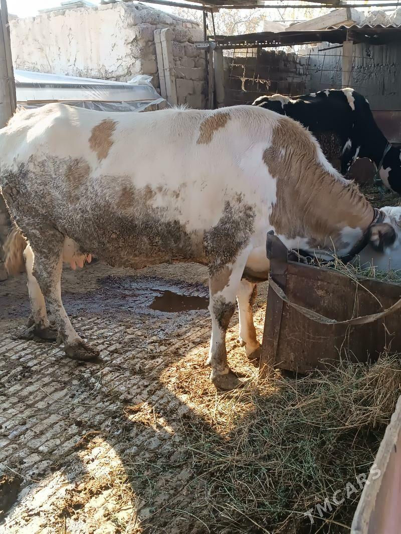 Богаз Сыгыр - Гёкдепе - img 3