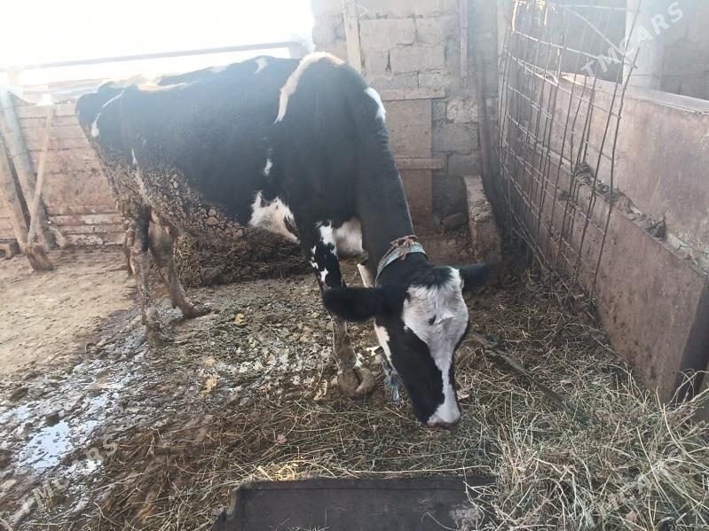 Богаз Сыгыр - Гёкдепе - img 4