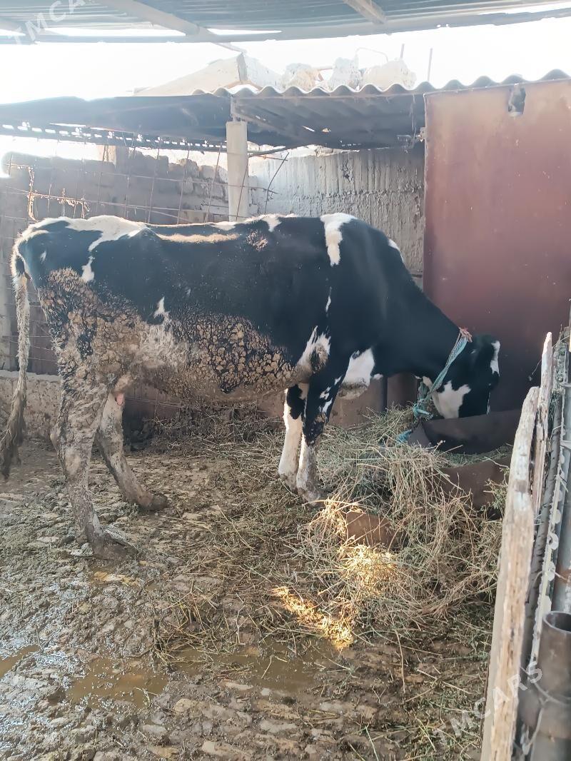 Богаз Сыгыр - Гёкдепе - img 6