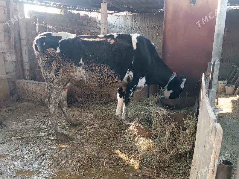 Богаз Сыгыр - Гёкдепе - img 7