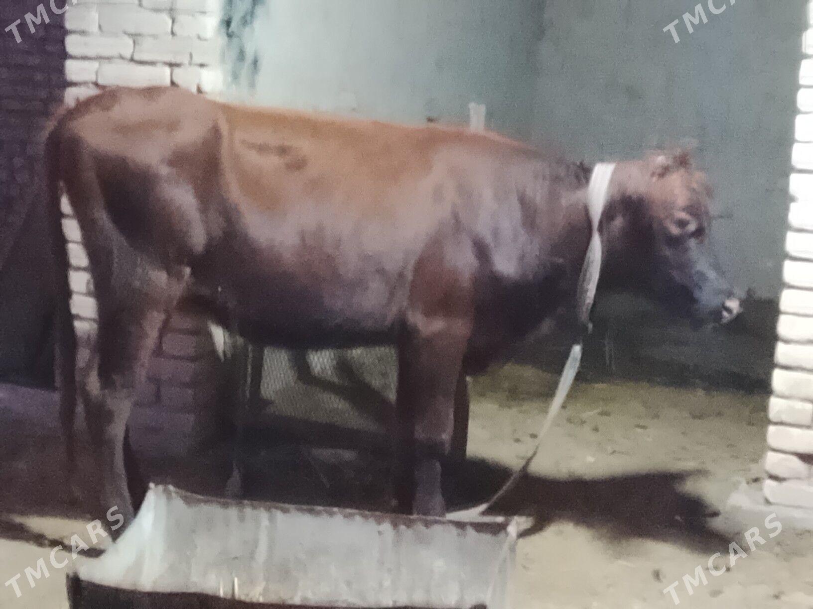 latys goleli sygyr - Wekilbazar - img 4