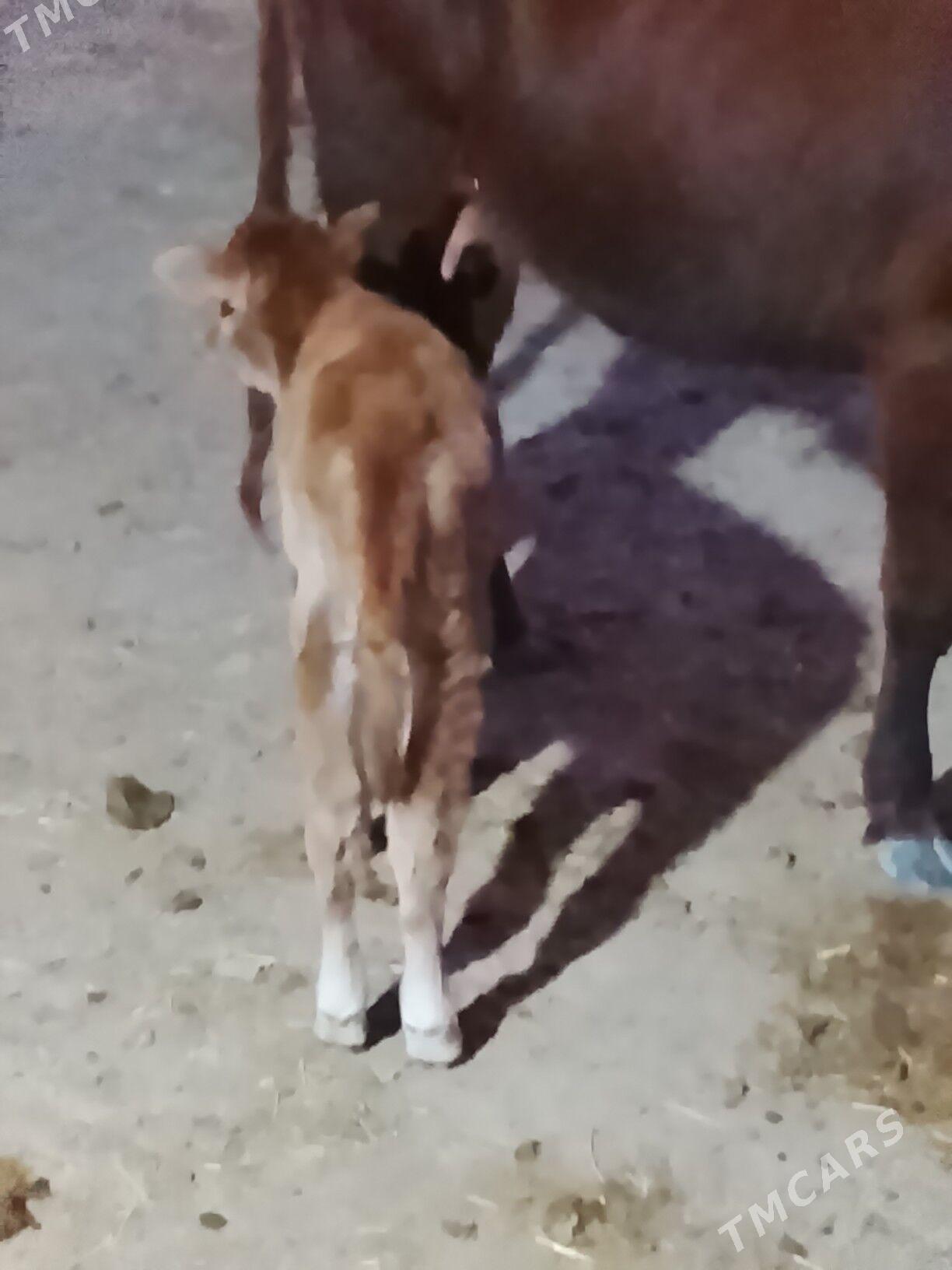 latys goleli sygyr - Wekilbazar - img 2