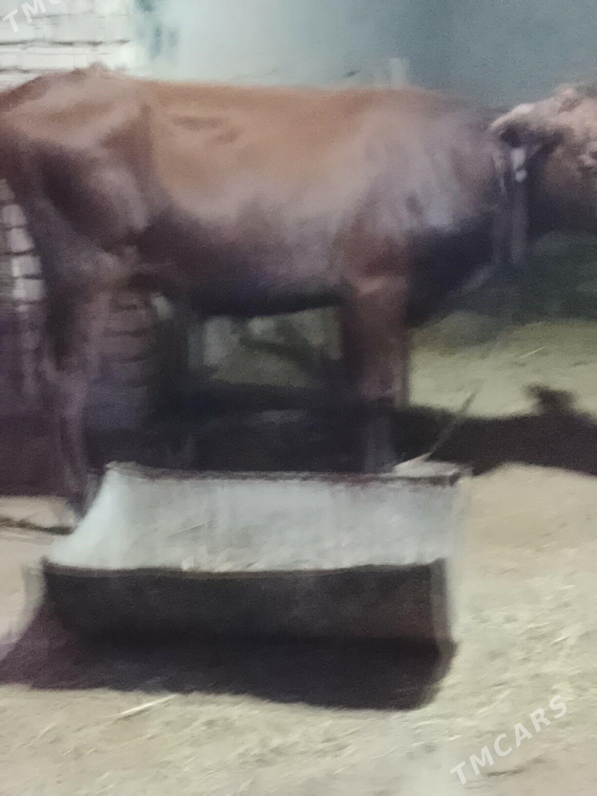 latys goleli sygyr - Wekilbazar - img 5