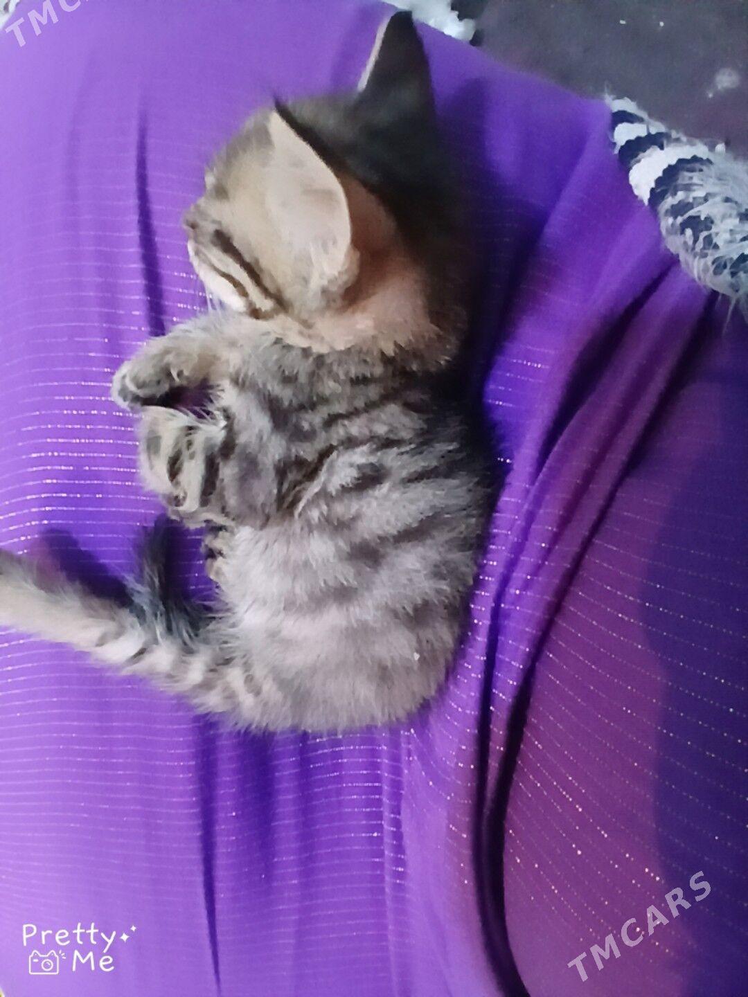 pisik - Ашхабад - img 2