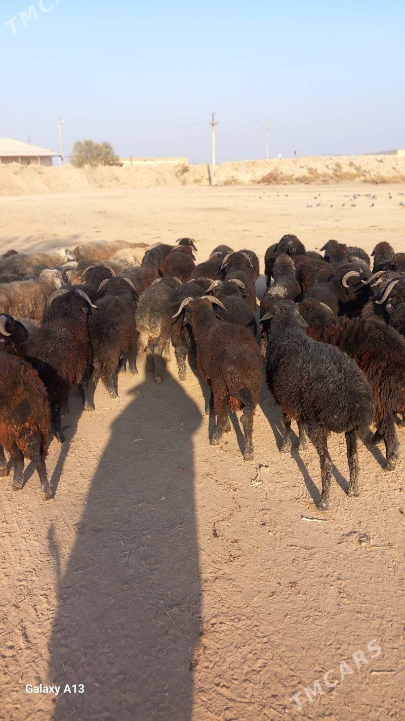 Şahli koçkar - Чарджоу - img 4