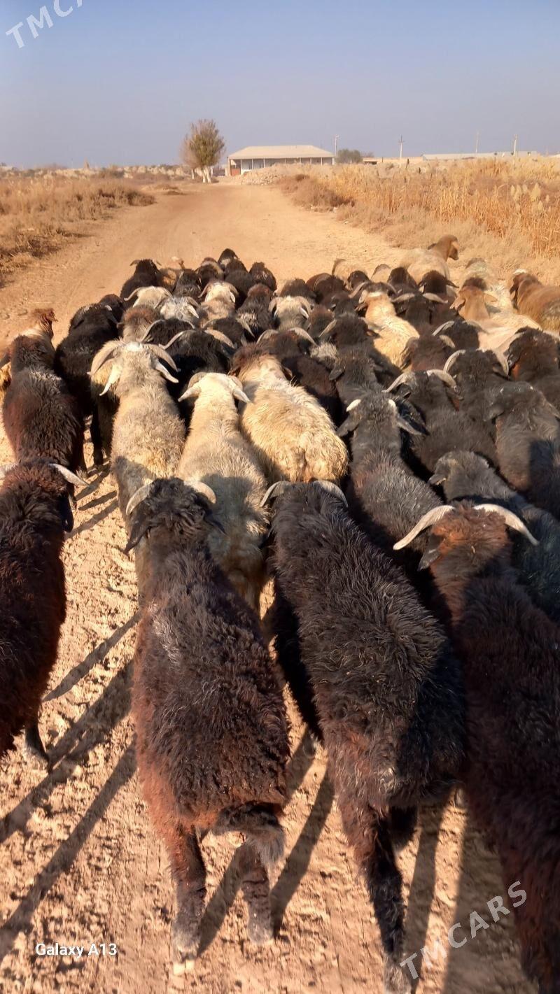 Şahli koçkar - Чарджоу - img 2