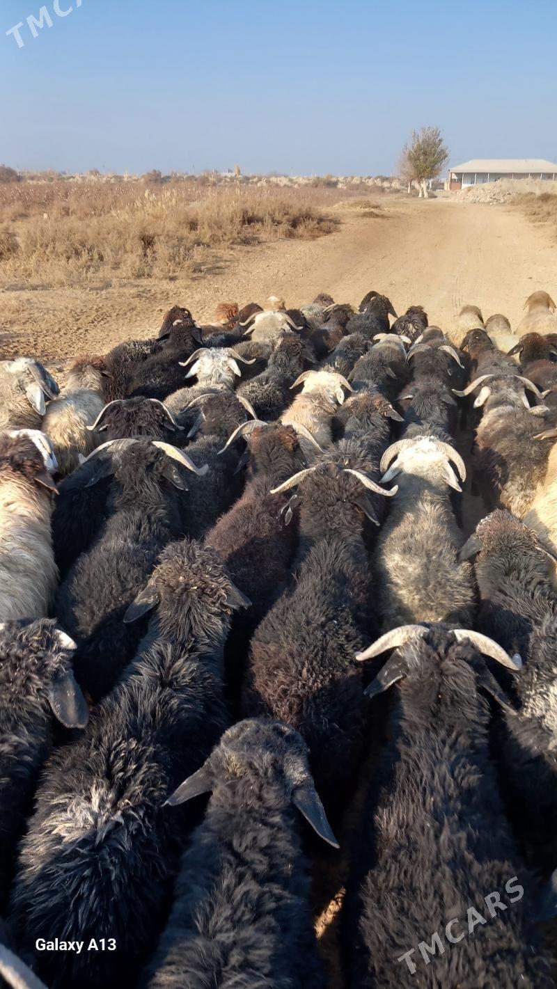 Şahli koçkar - Чарджоу - img 5