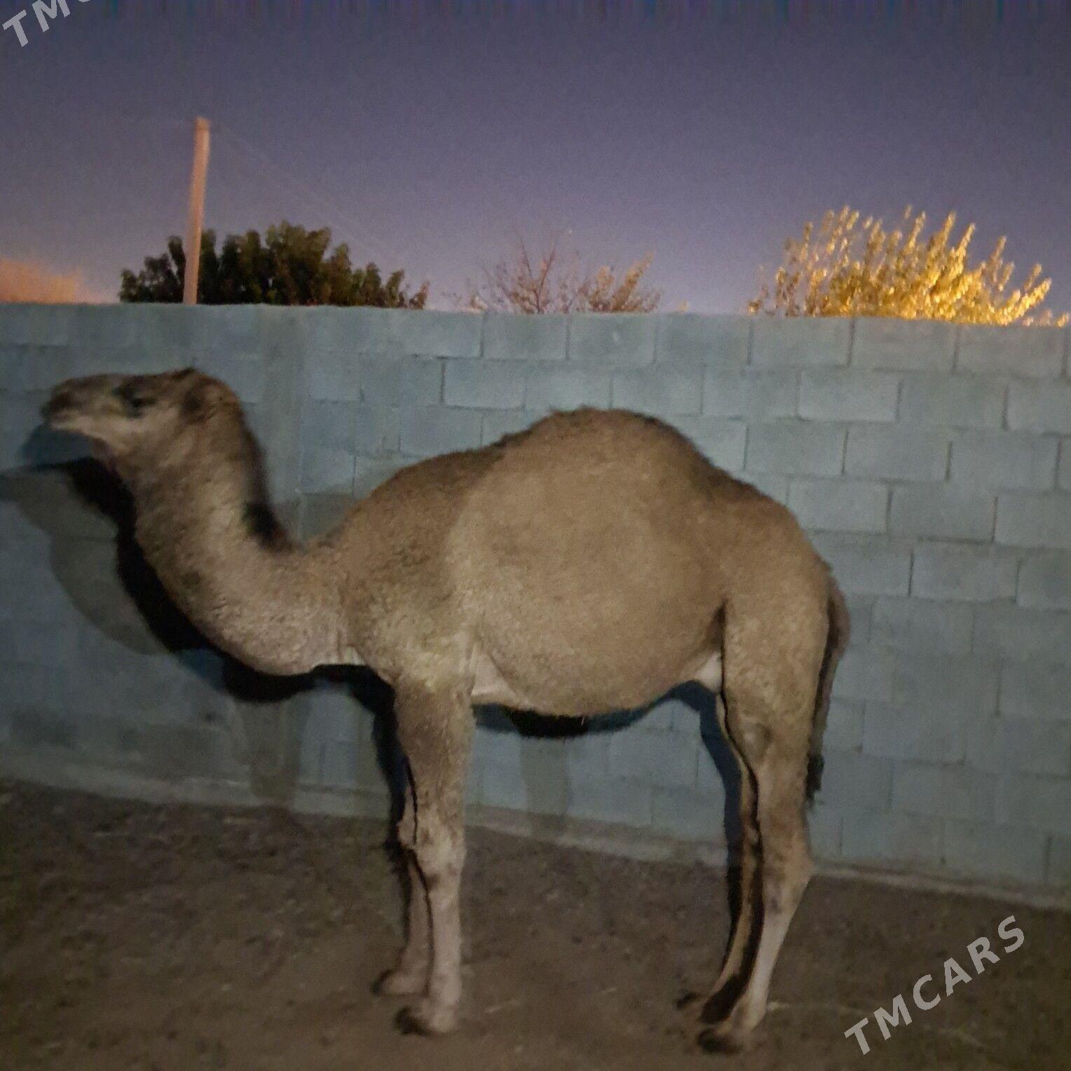 owsuk - Гёкдепе - img 3