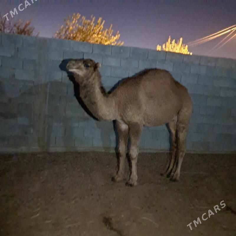 owsuk - Гёкдепе - img 4