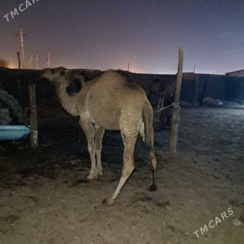 owsuk - Гёкдепе - img 2