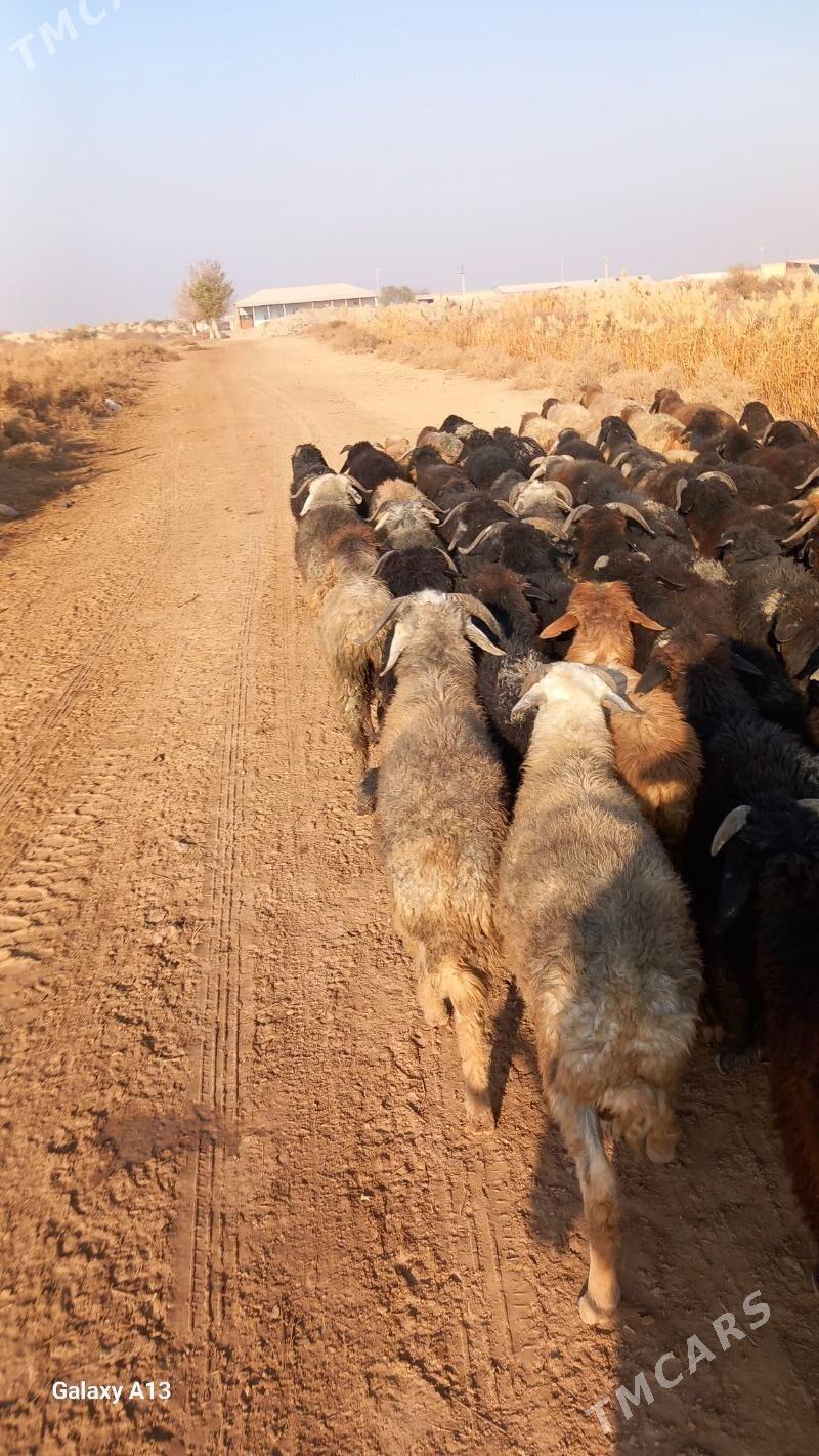 Şahli koçkar - Чарджоу - img 3