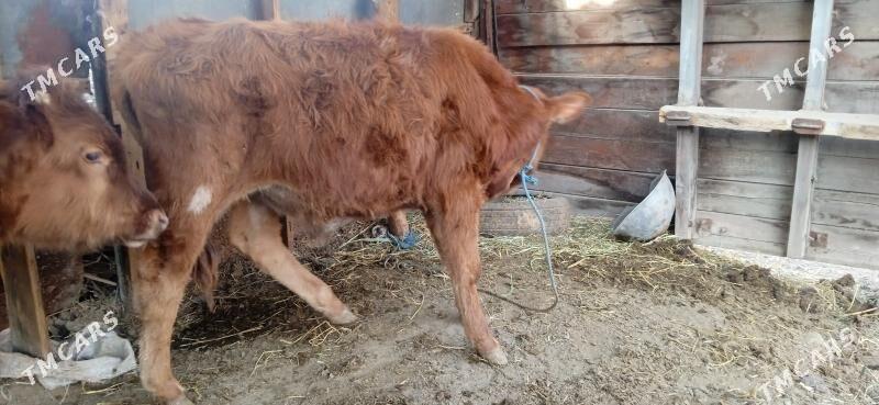 okuz - Чарджоу - img 5