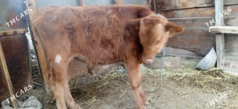 okuz - Çärjew - img 1